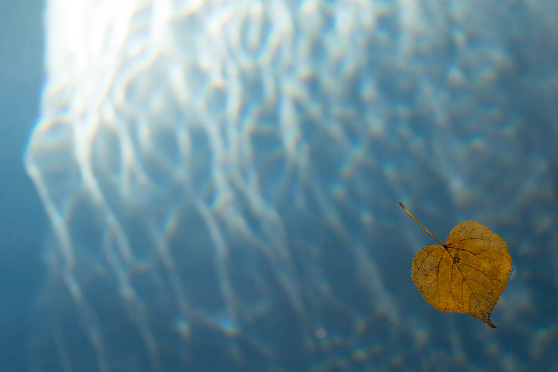 Seerosen im goldenen Abendlicht Lindenblatt schwimmt auf Wasseroberfläche